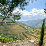 douro valley wine tour vineyards on terraces