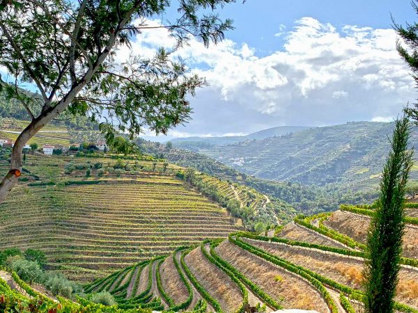 douro valley wine tour vineyards on terraces