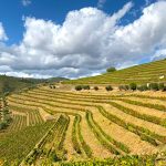 douro valley wine tour quinta do noval