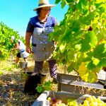 douro valley wine tour harvest time